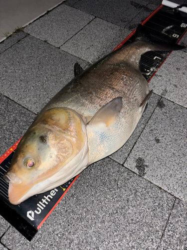ハクレンの釣果