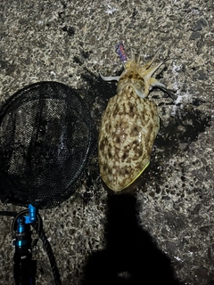 カミナリイカの釣果