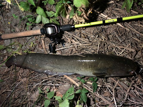 マナマズの釣果