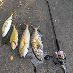 カンパチの釣果