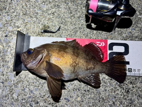 メバルの釣果