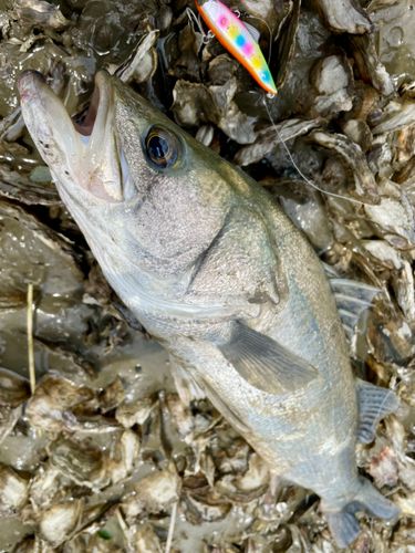 フッコ（タイリクスズキ）の釣果