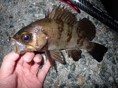 メバルの釣果
