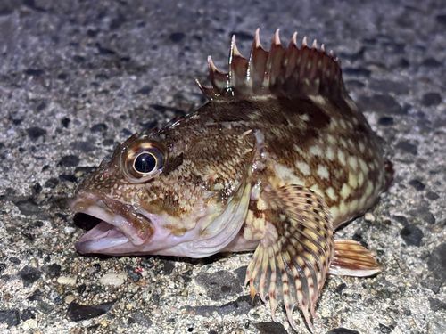 カサゴの釣果