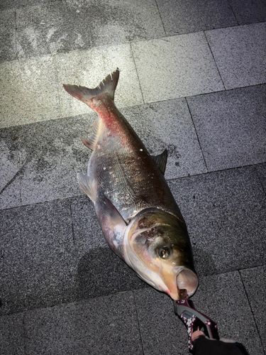 釣果一覧】旧江戸川で釣れたハクレン - アングラーズ | 釣果600万件の
