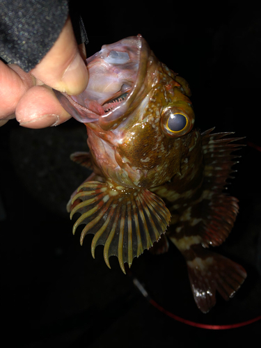 カサゴの釣果