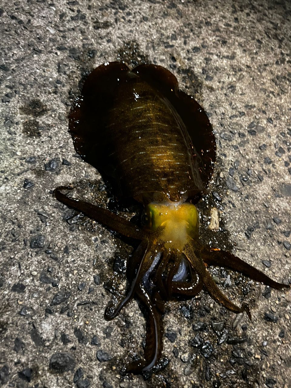 アオリイカの釣果写真