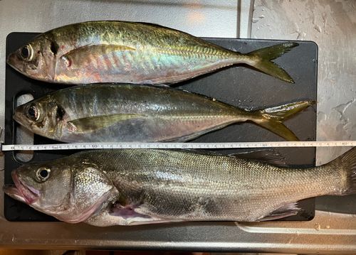 アジの釣果