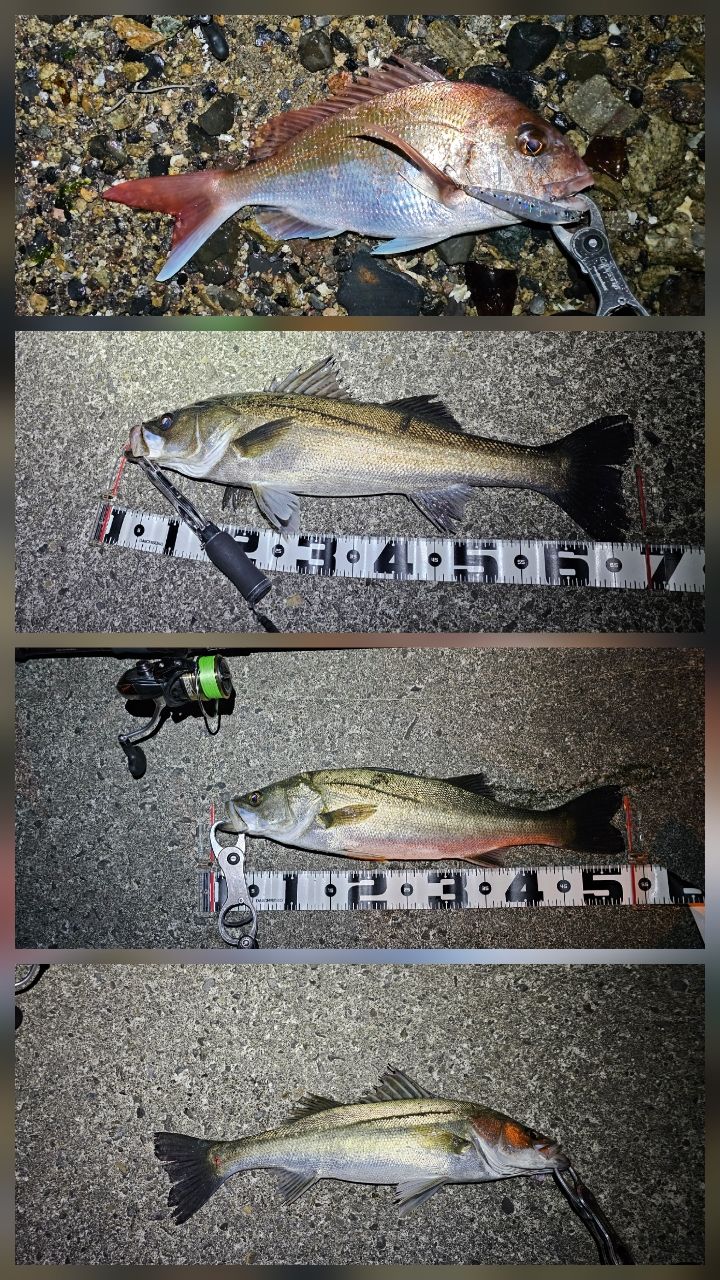 DAIWA 20ルビアス LT3000の最安値・インプレ・釣果 | 本音の口コミが
