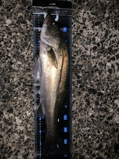 フッコ（マルスズキ）の釣果