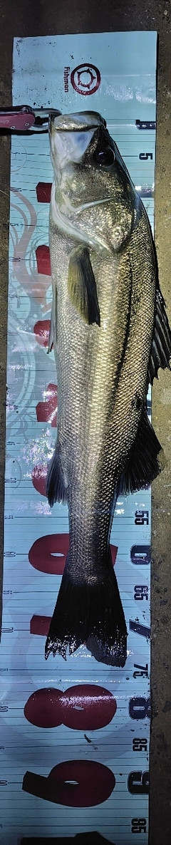 シーバスの釣果