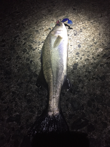 フッコ（マルスズキ）の釣果