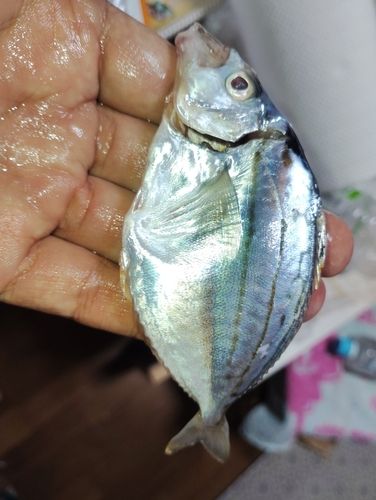 ヒイラギの釣果