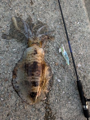 アオリイカの釣果