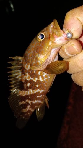 アコウの釣果