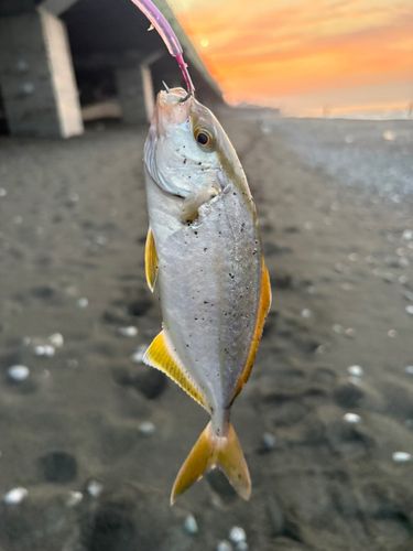 ショゴの釣果