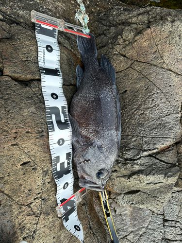 ソイの釣果