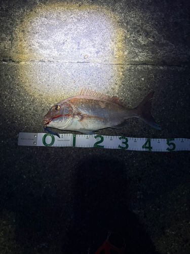 タイの釣果