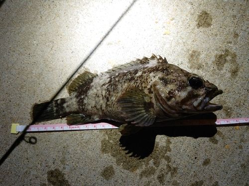 ソイの釣果