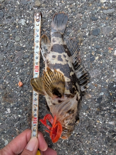 タケノコメバルの釣果