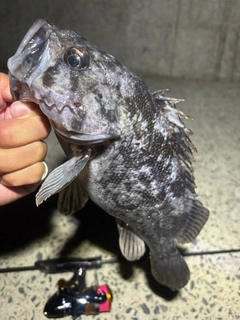クロソイの釣果