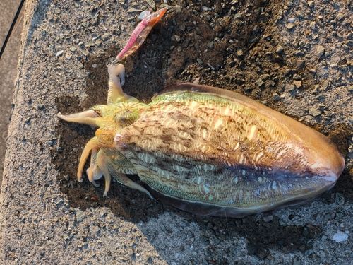 モンゴウイカの釣果