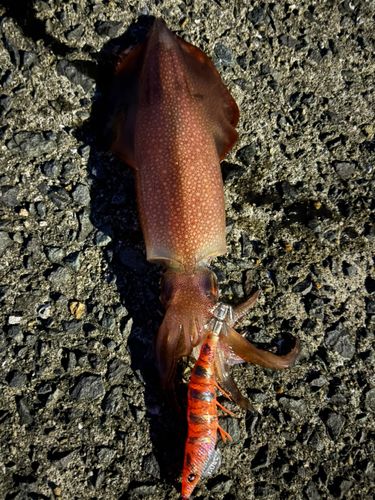 ケンサキイカの釣果