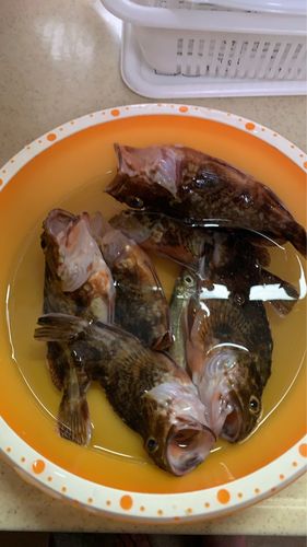 カサゴの釣果