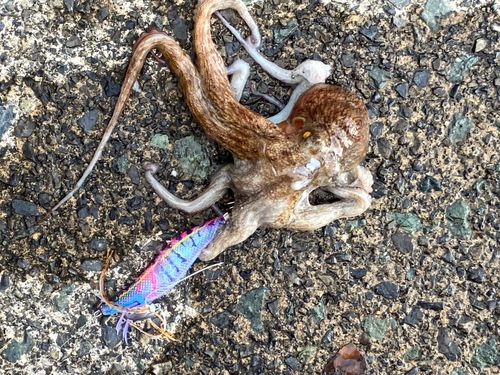 タコの釣果