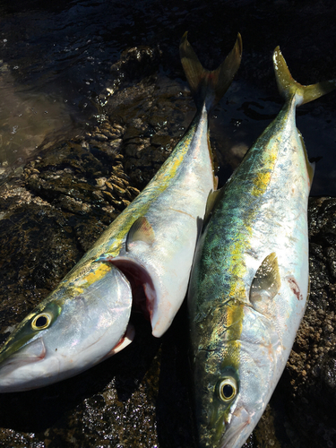 ヤズの釣果