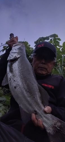 ヒラスズキの釣果