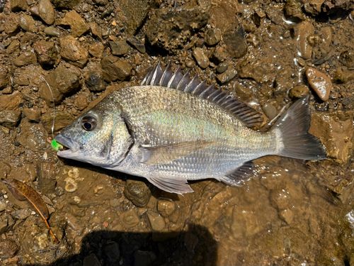 ミナミクロダイの釣果