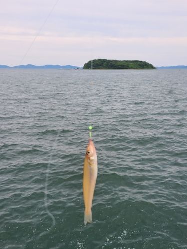 キスの釣果