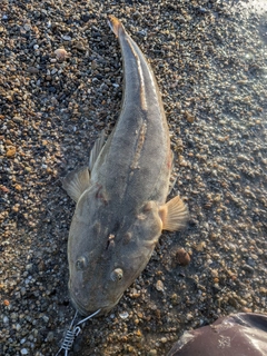 マゴチの釣果