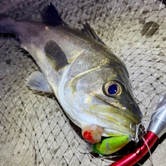 フッコ（マルスズキ）の釣果