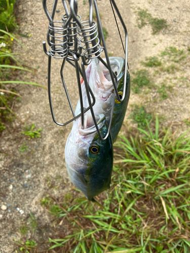 ワカシの釣果