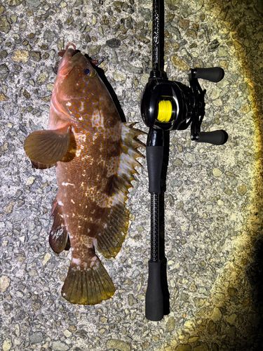 アコウの釣果