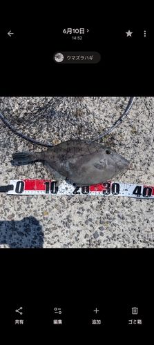 ウマヅラハギの釣果