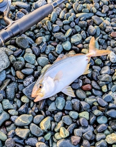 ショゴの釣果