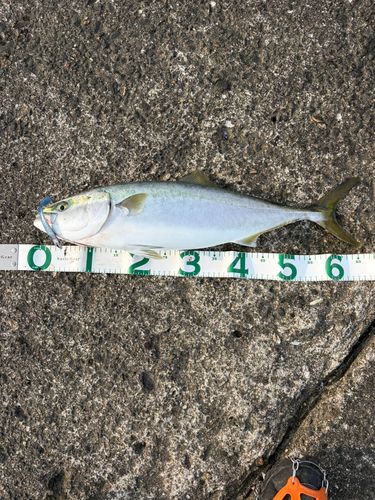 ワラサの釣果