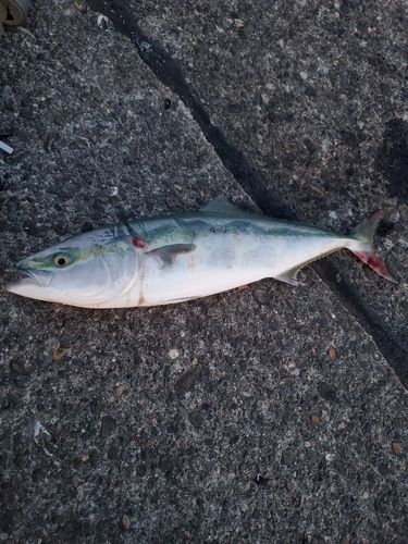 ワラサの釣果
