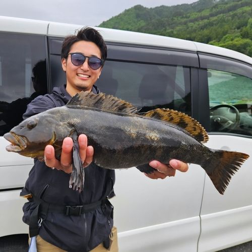 アイナメの釣果