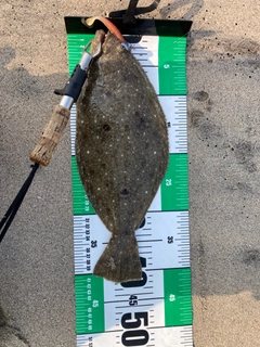 ヒラメの釣果