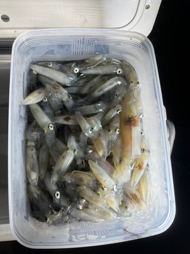 ヒイカの釣果
