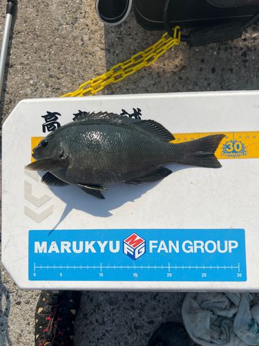 クチブトグレの釣果