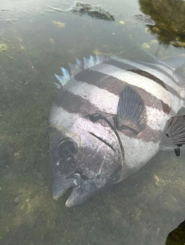 イシダイの釣果