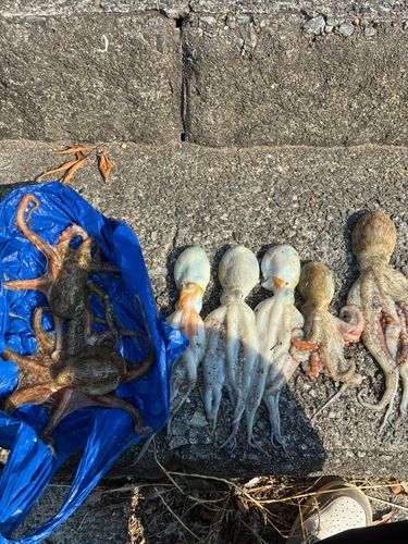 タコの釣果