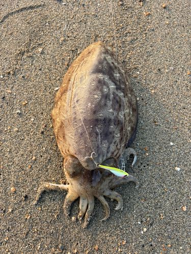 モンゴウイカの釣果