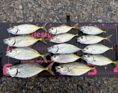 シマアジの釣果