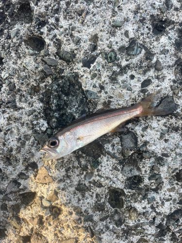 ムツの釣果